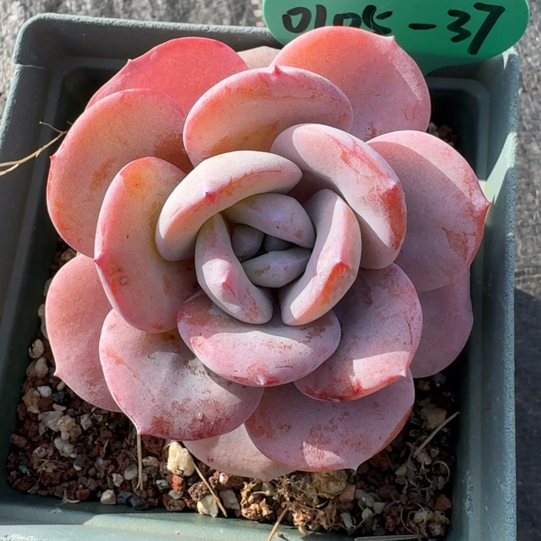 从前慢多肉精选编号0105.37