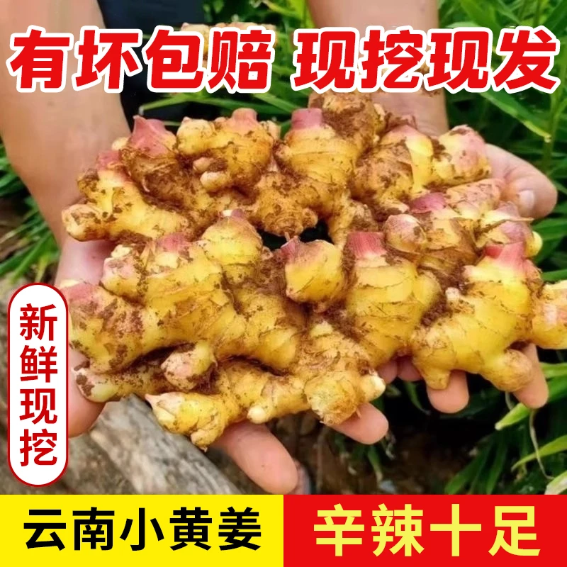 云南小黄姜种子带芽农家种植新鲜生姜辛辣浓郁