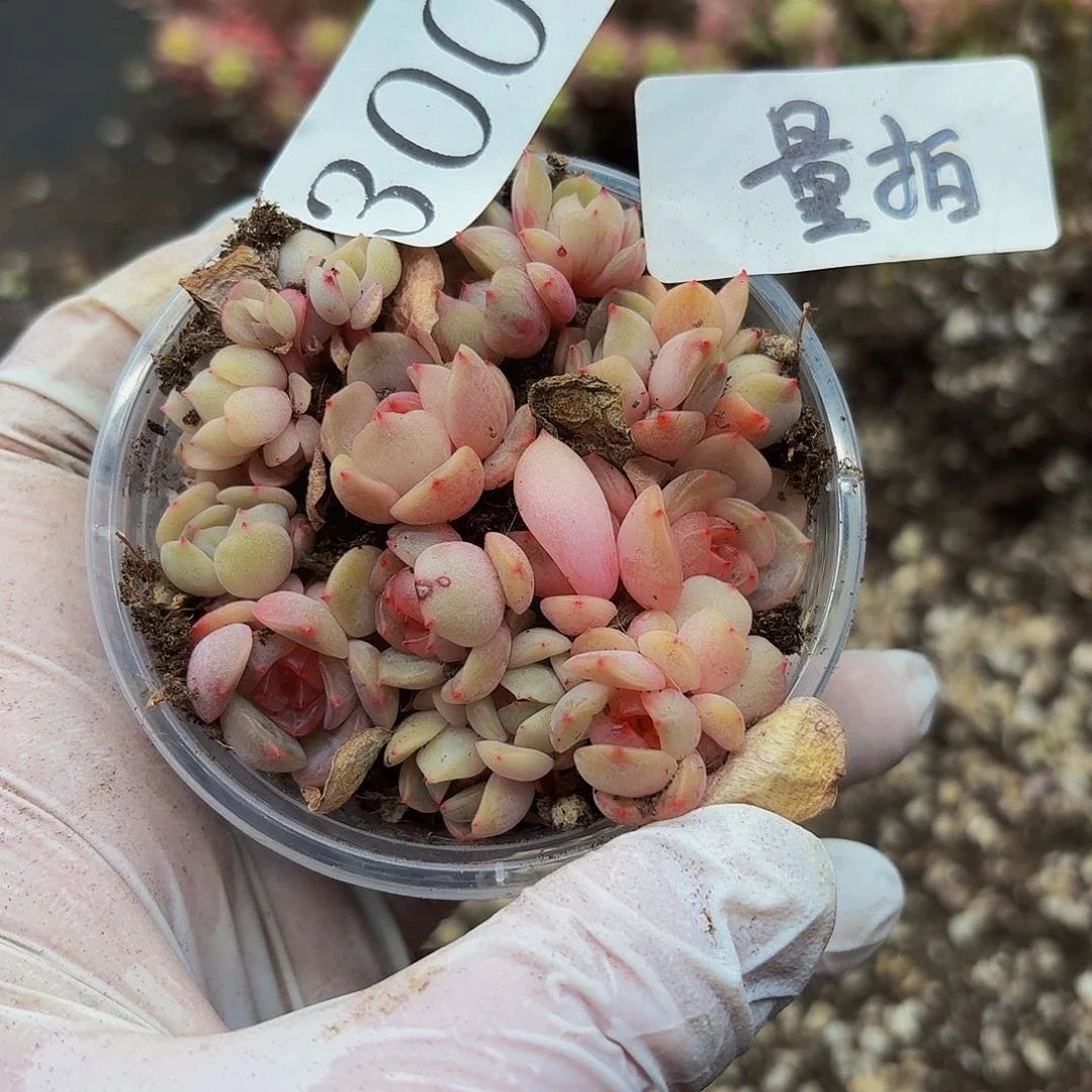 多肉植物多肉植物300量拍