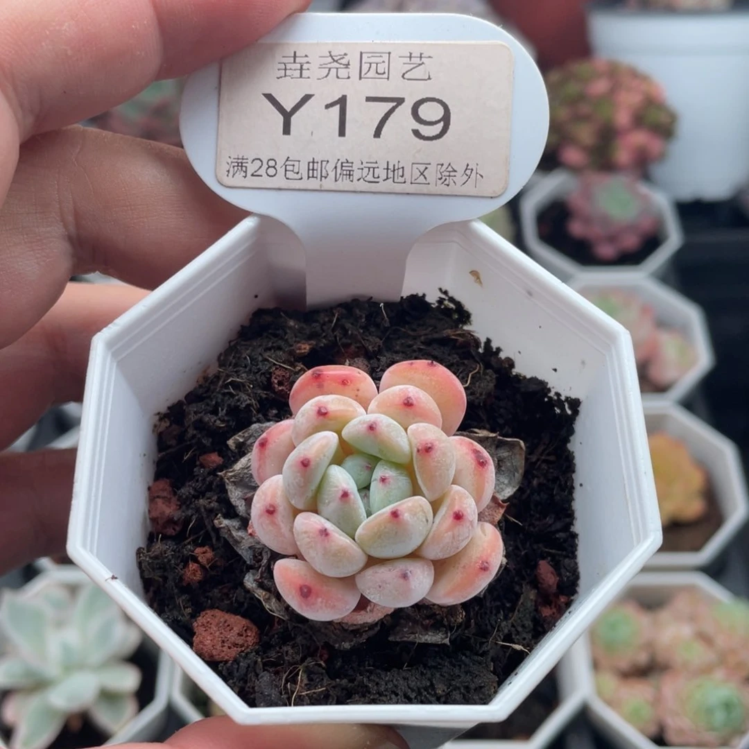 雪爪0179-3.5厘米