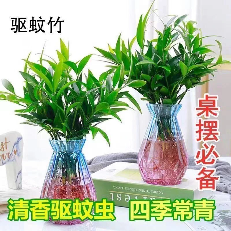 驱蚊竹柏水培绿植客厅室内办公室盆栽植物驱蚊竹水养四季常青
