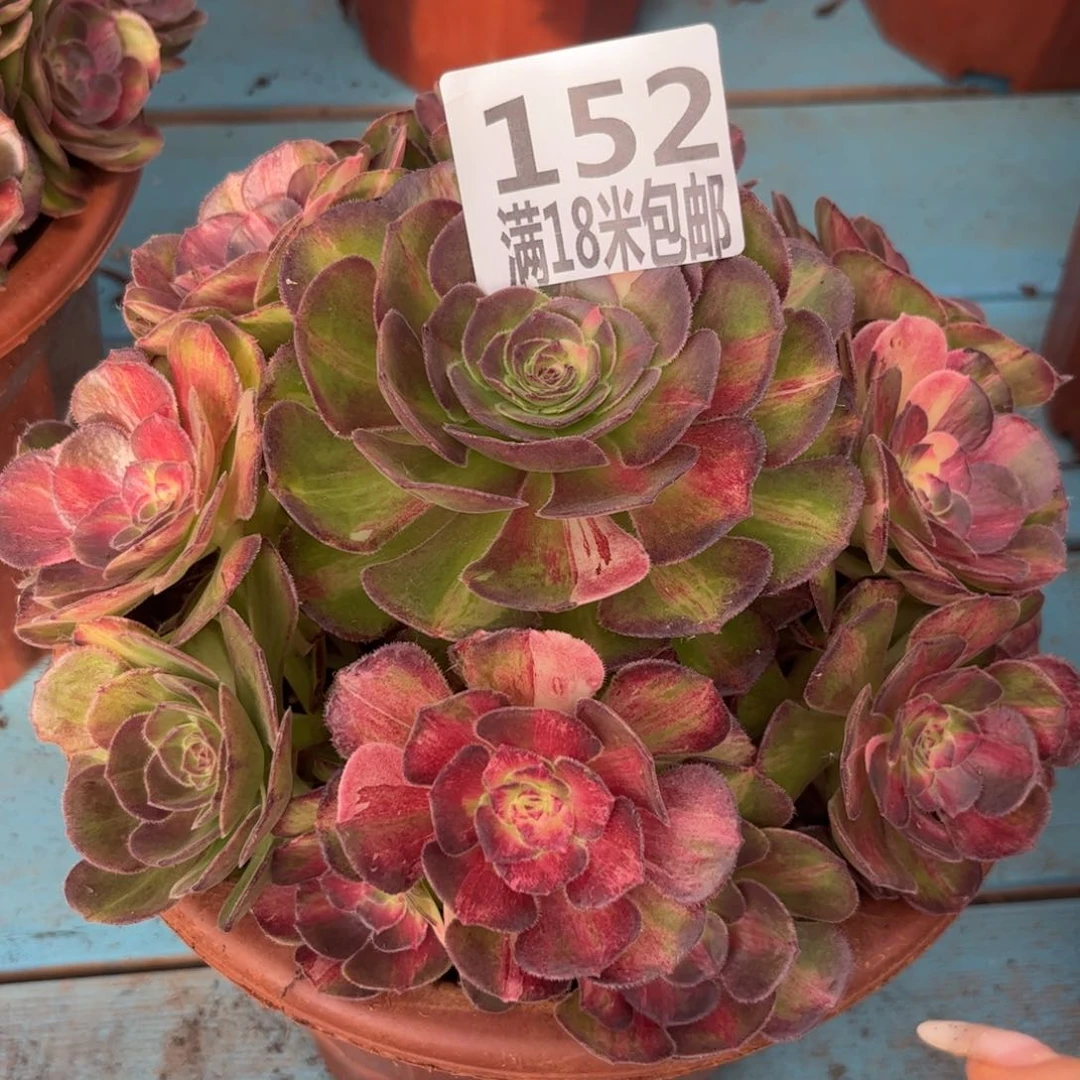 152云南多肉海王七彩无根福利