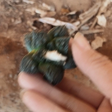1141处理牡丹仙人球