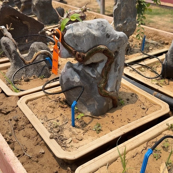 无花朵陈****?附石盆景小叶榔榆