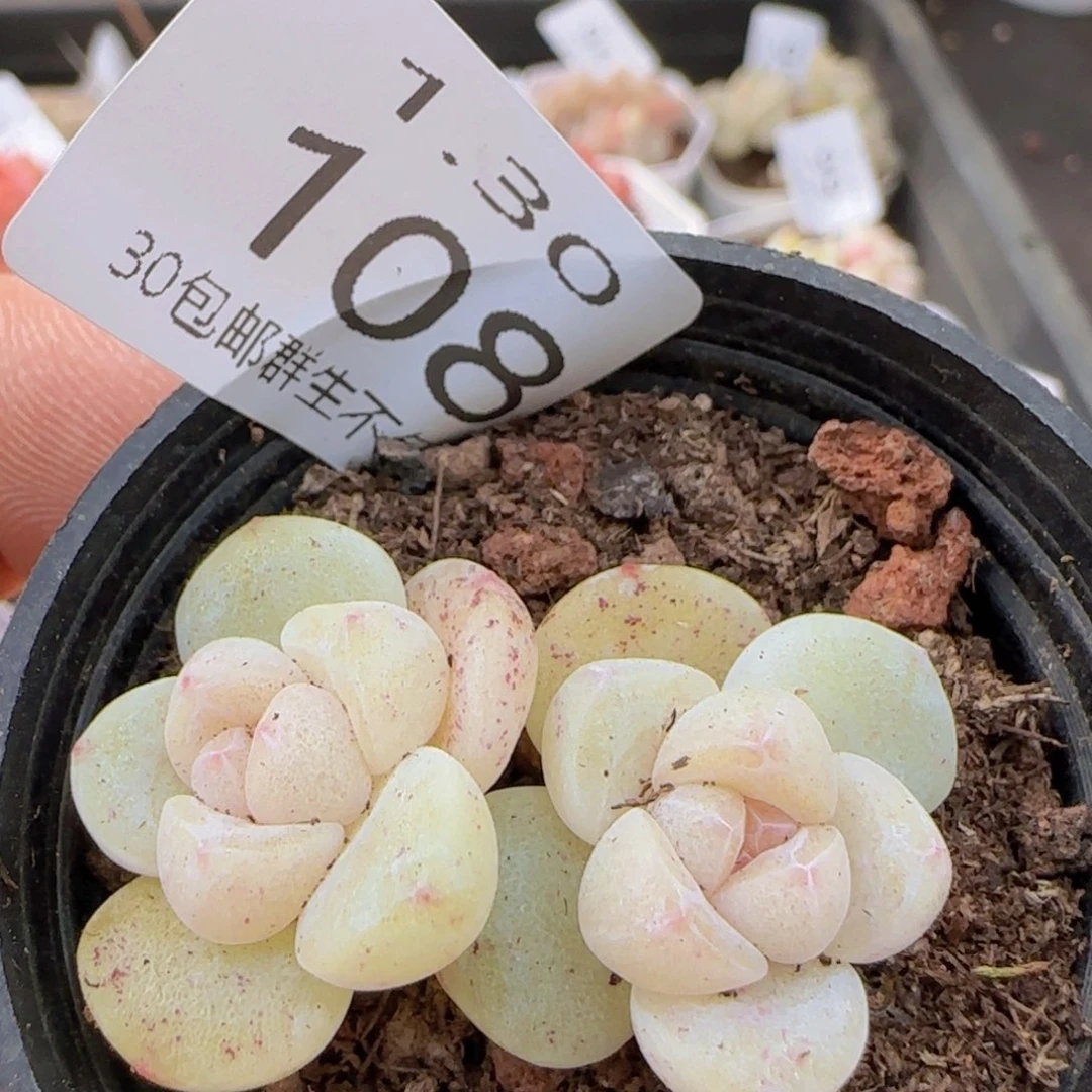 双头小脸冰玉一颗