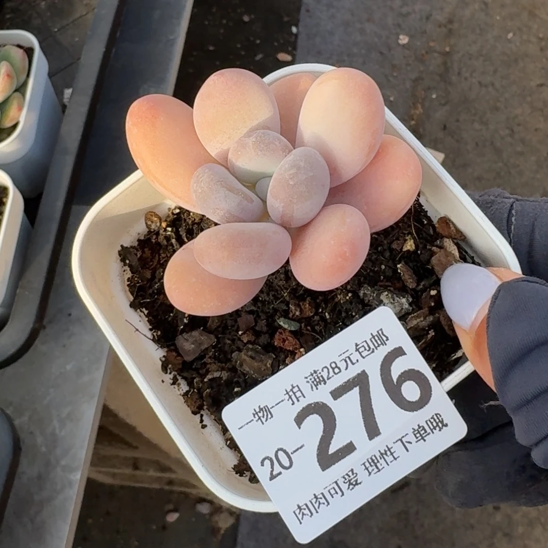 橙奶无盆土发货无盆