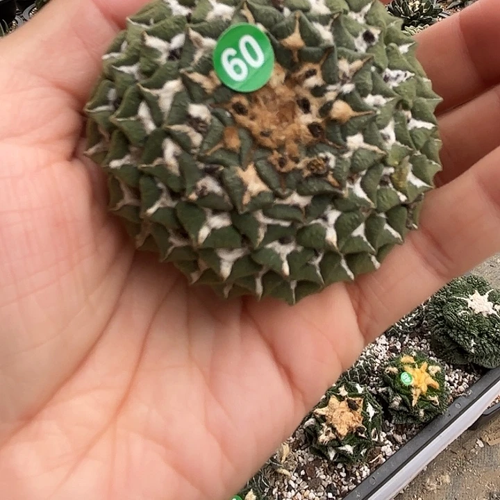 袖蒲苗接落地仙人球60