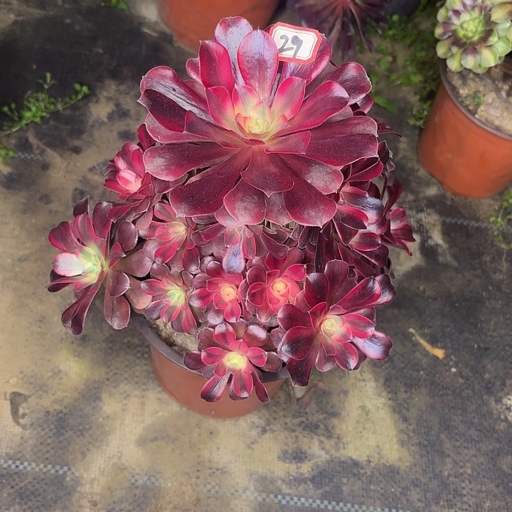 美杜莎29多肉植物