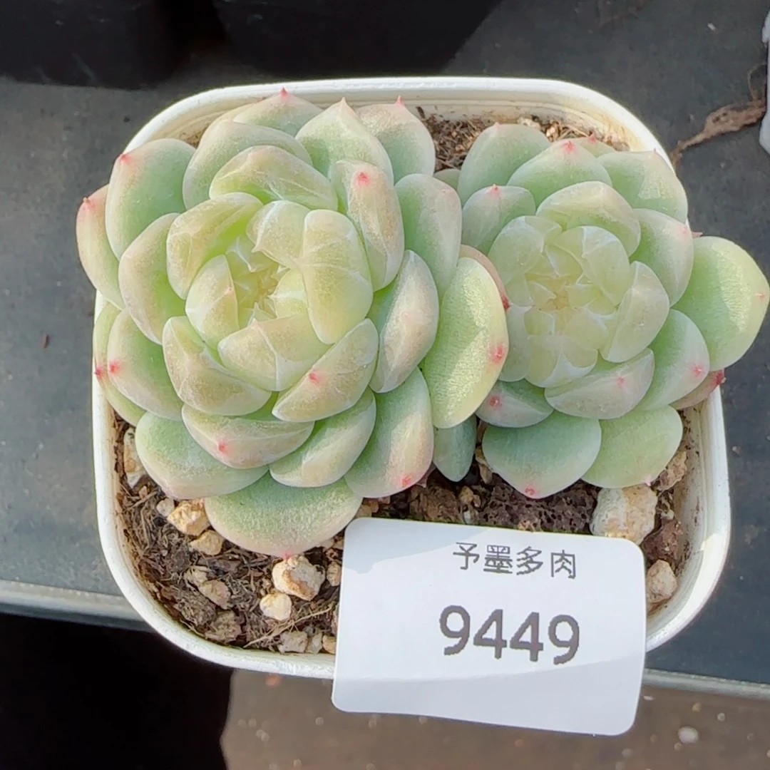 泼天富贵，9449多肉植物