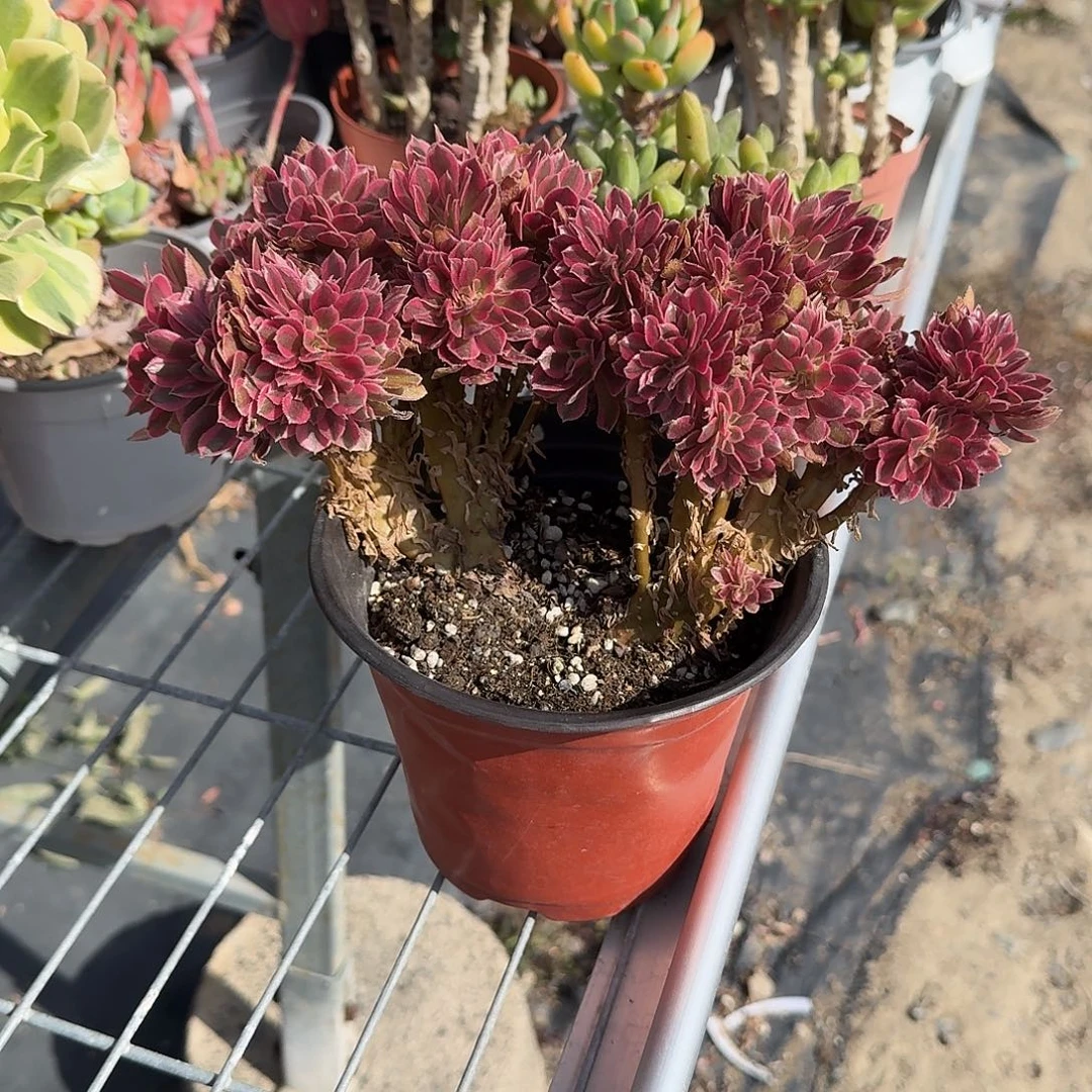 粉女巫法师缀化多肉植物