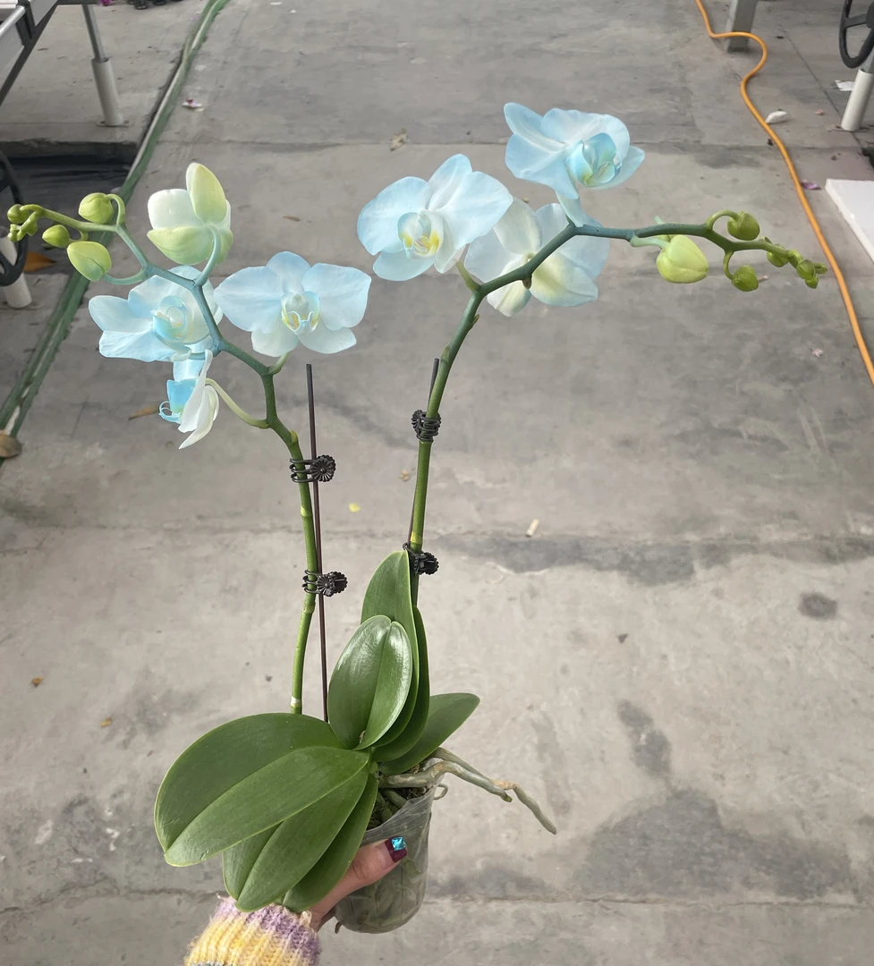 蓝色妖姬 植物上色  精品蝴蝶兰 室内精品观赏  真花
