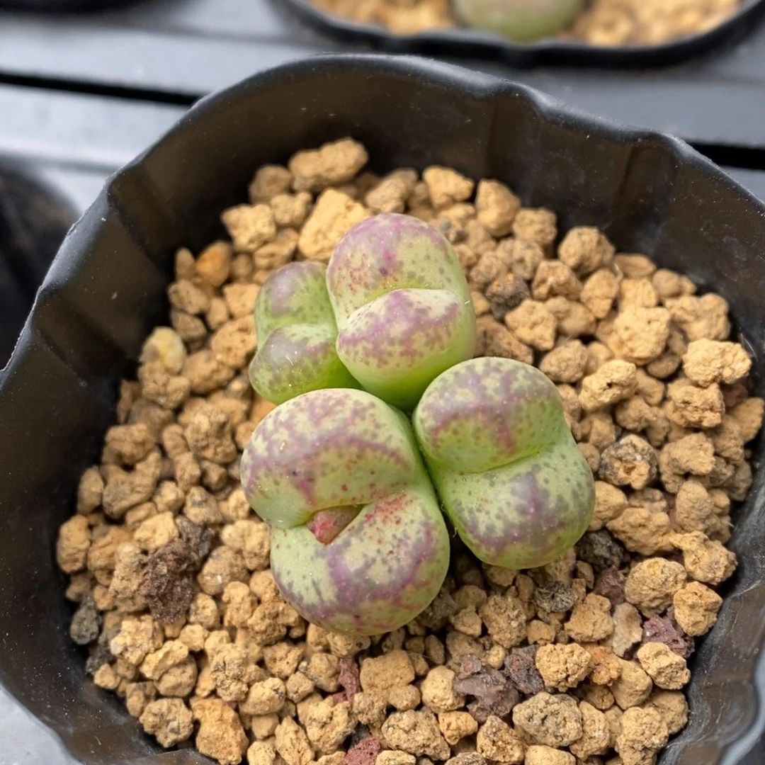 多肉植物肉锥杂交K-3571