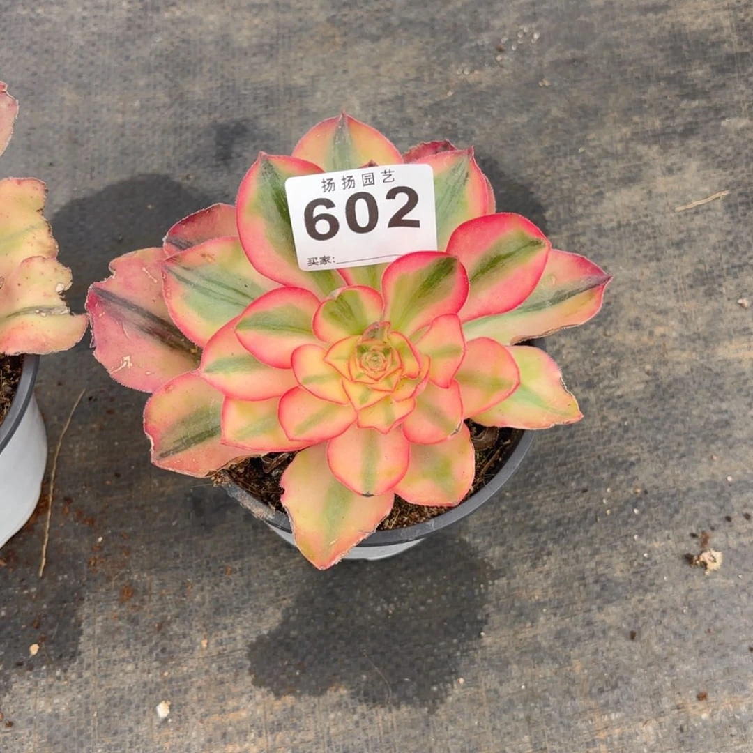 春***。123  602多肉法师