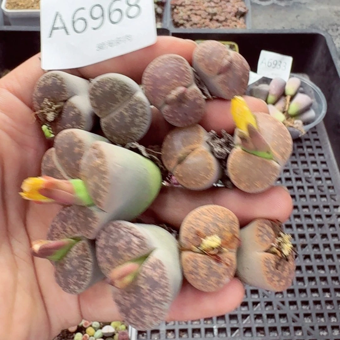 6968–生石花 生石花