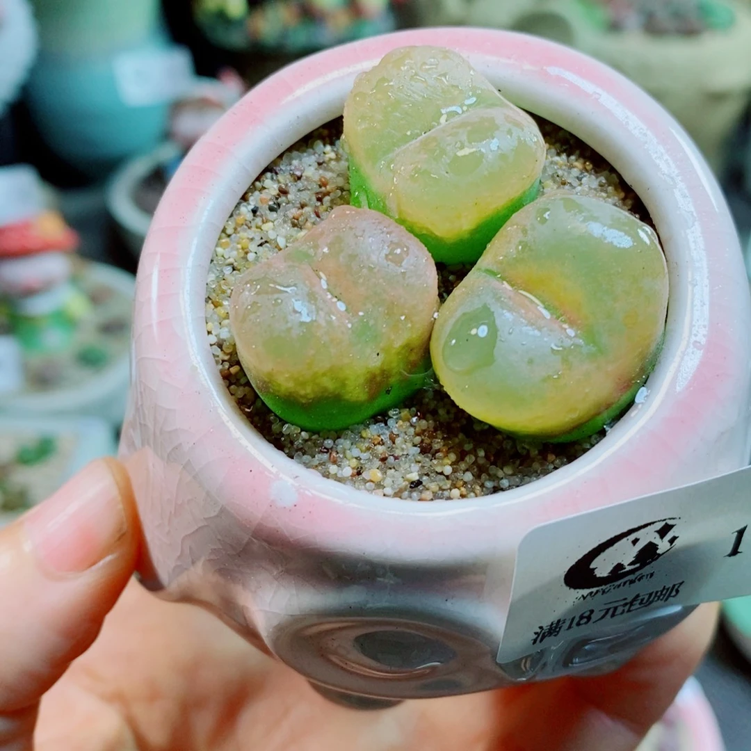 生石花花花花花花花花1000