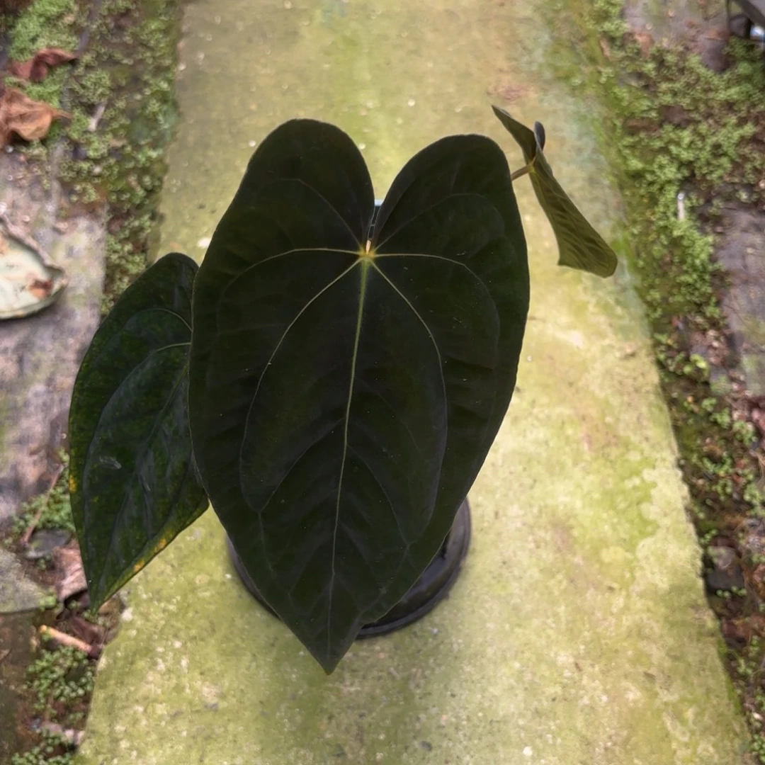 完全开放加通湖papi