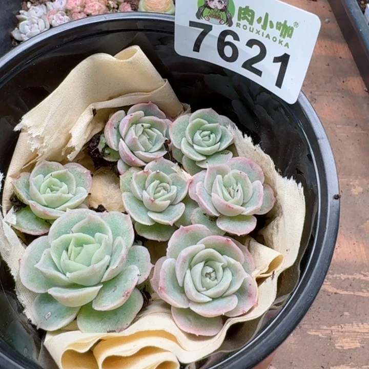 多肉植物多肉植物