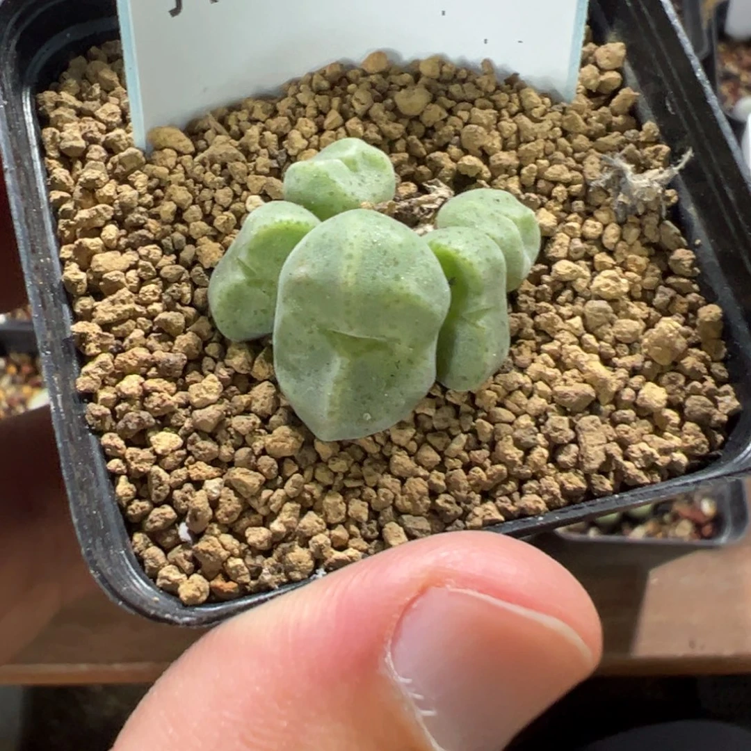 Q***n14-119肉锥多肉植物