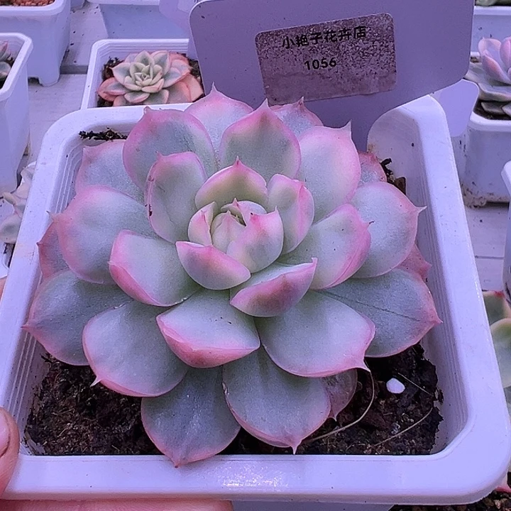 1056号草莓蛋糕后多肉