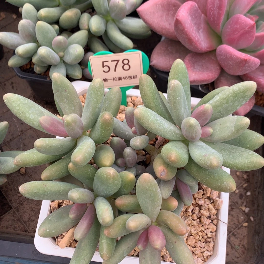 糖果美人老桩平头578