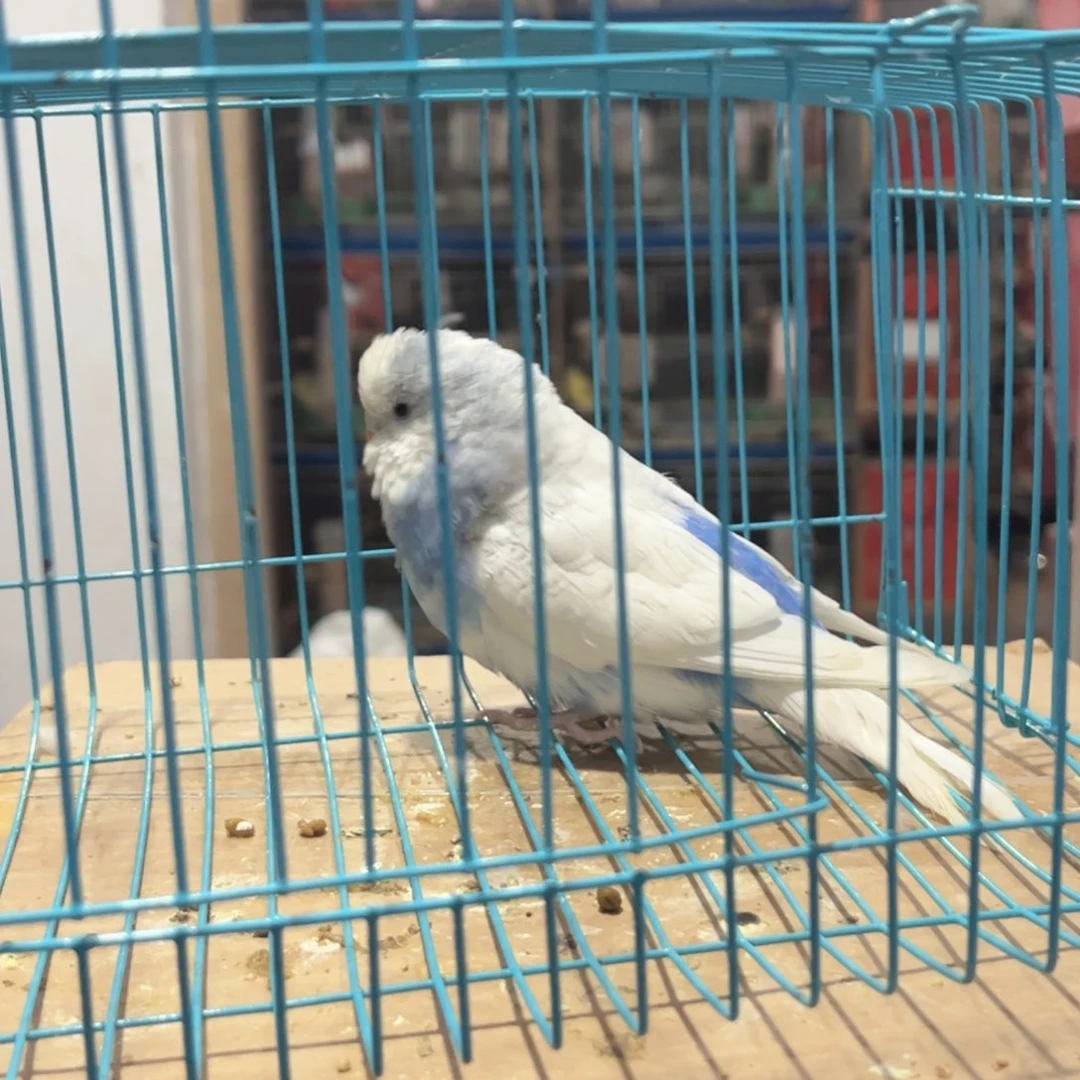 虎皮鹦鹉我的小姐姐