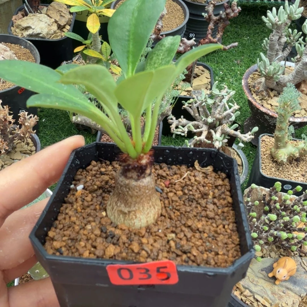象鼻大戟035仙人掌