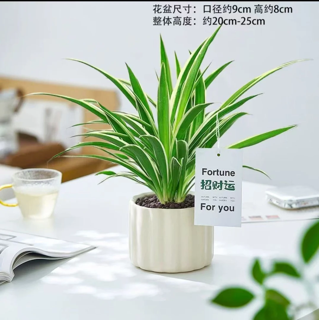 金边吊兰青叶吊兰盆栽阳台办公室内花卉绿植好养垂吊植物吸除甲醛