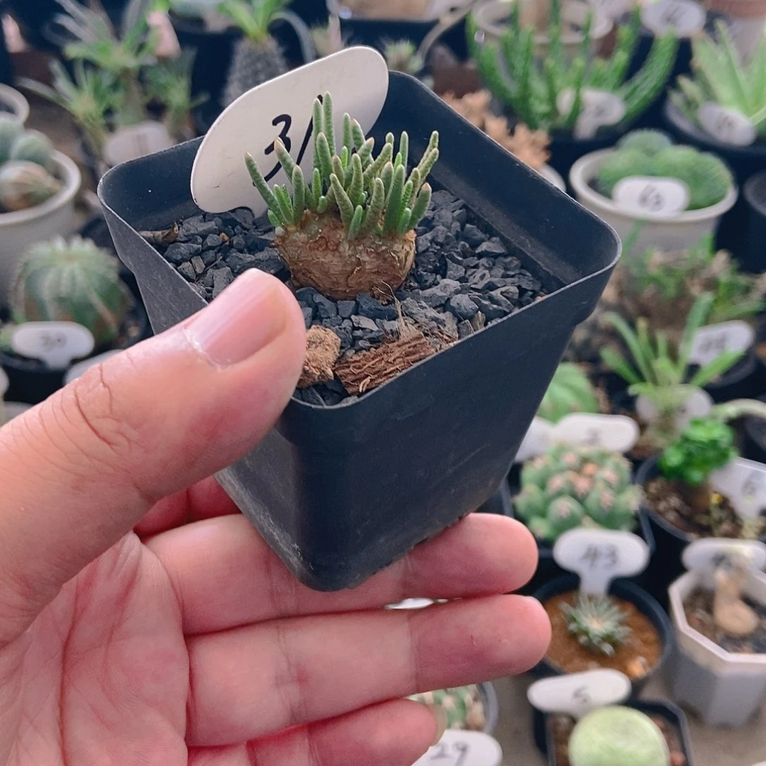 红花韧劲一物一拍