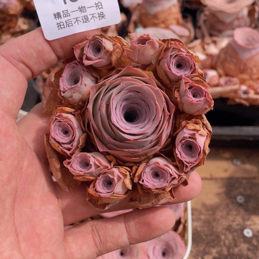 不知名福利159一物一拍