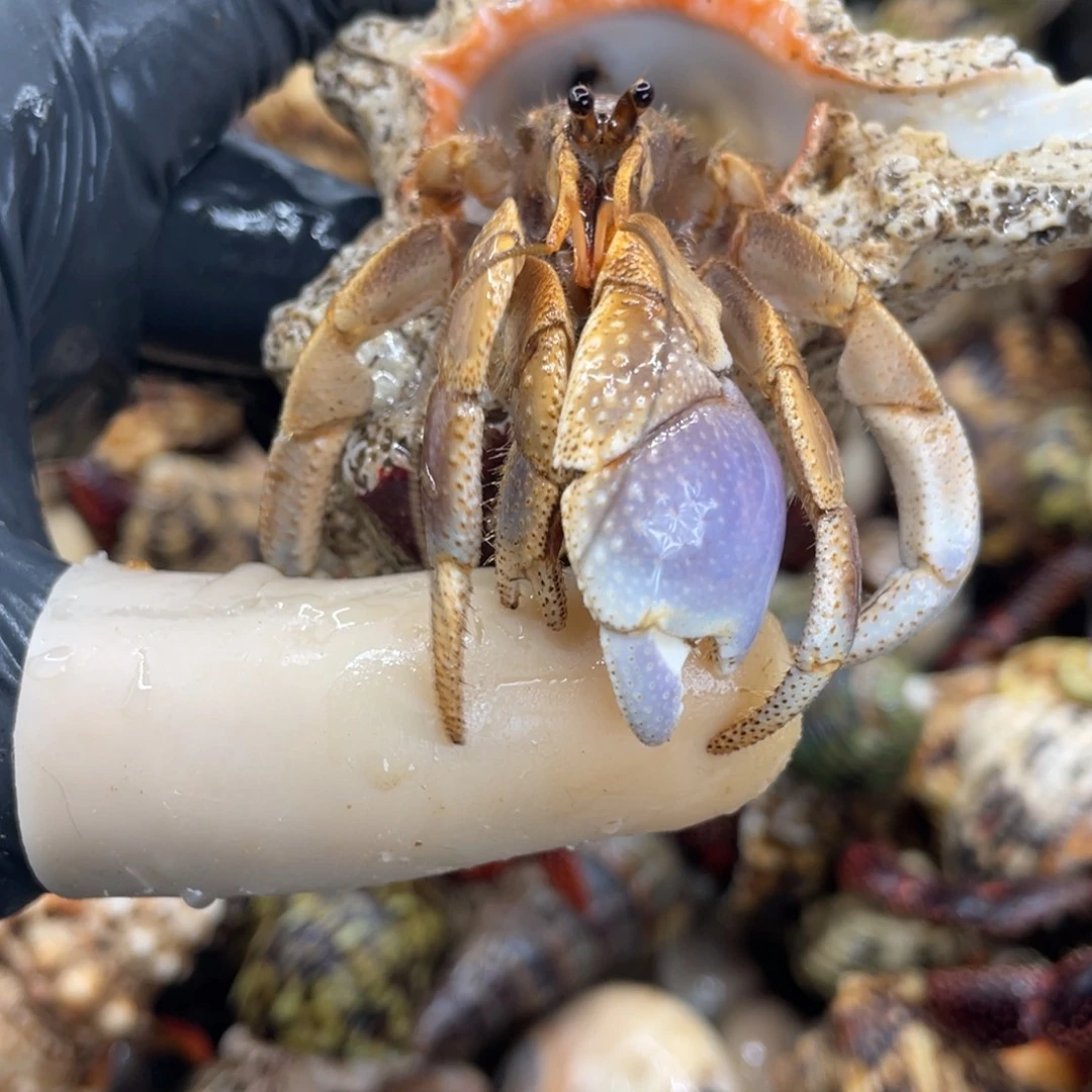 不退不换活体宠物26