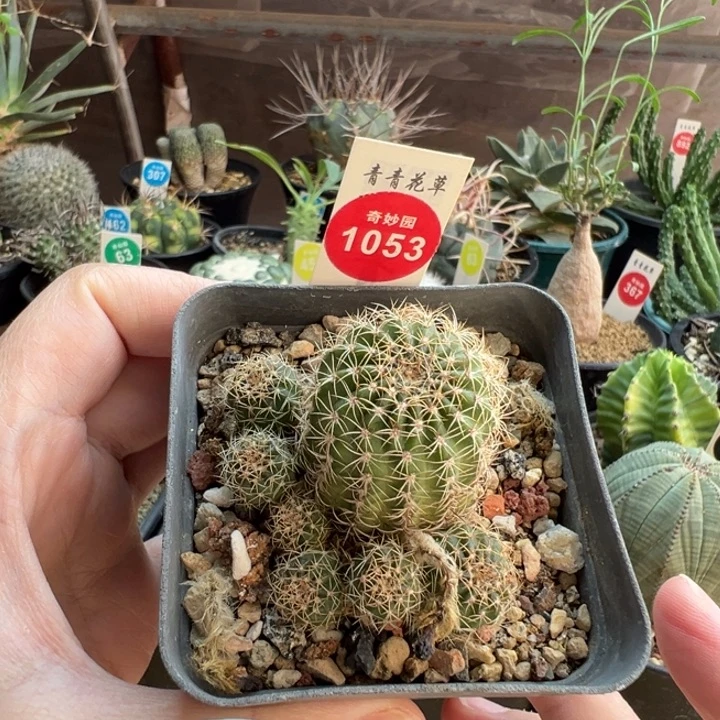 丽花丸群一棵仙人球