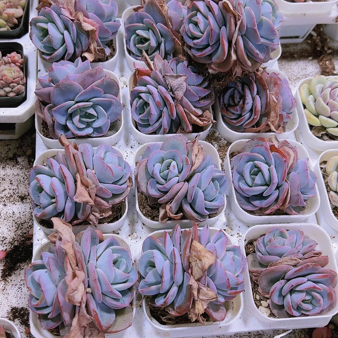 双头布鲁兰19包邮