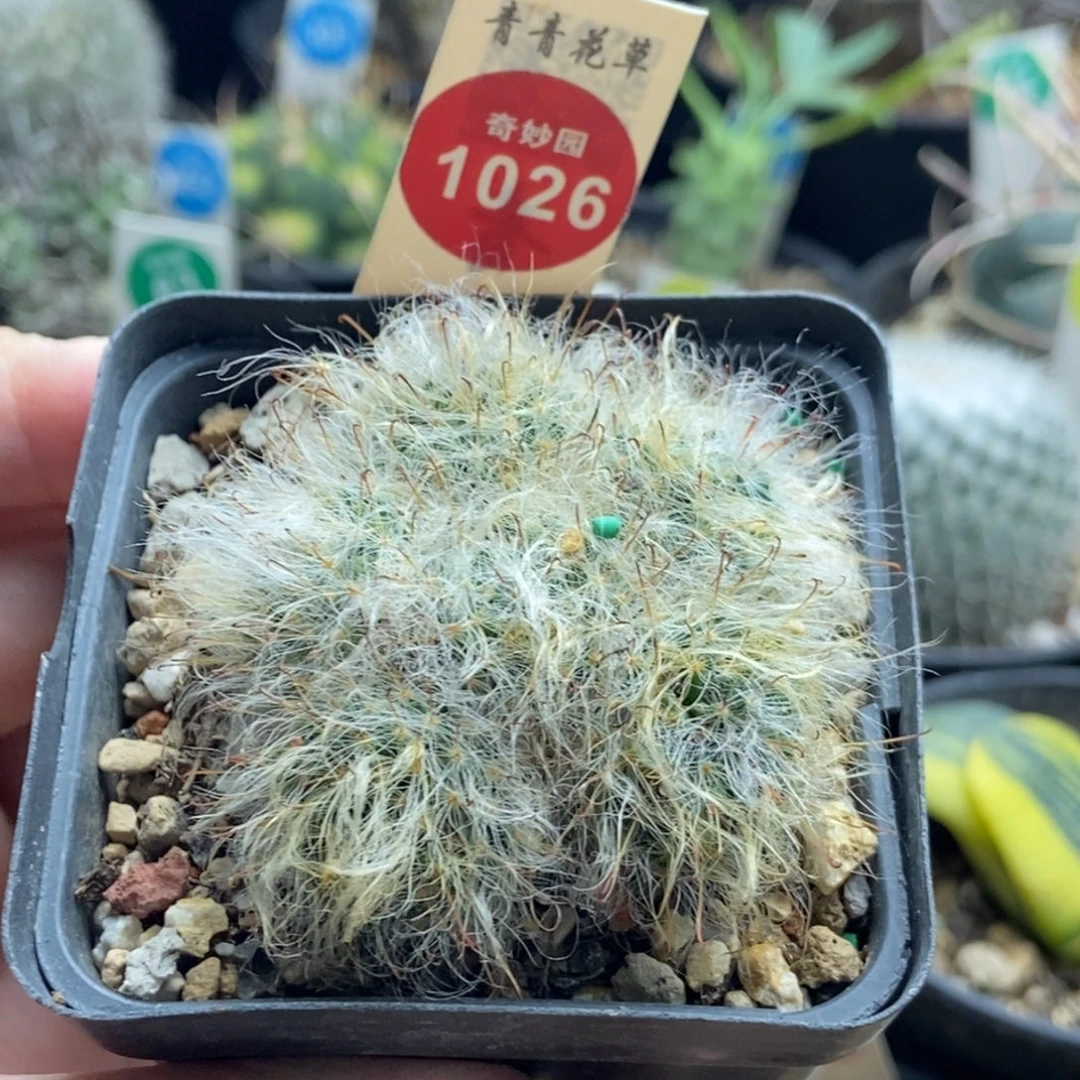 白云高砂群一颗仙人球