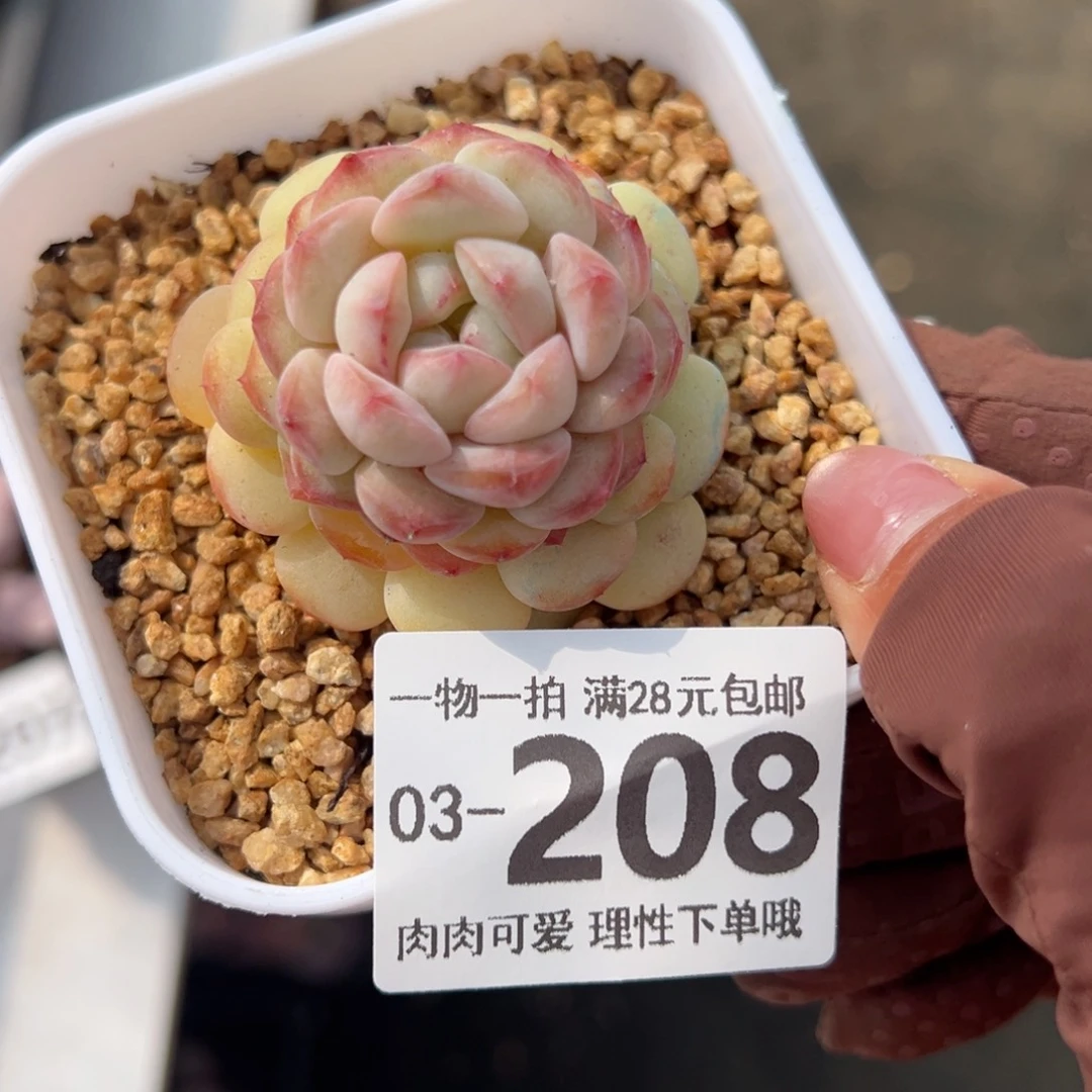 香格里拉多肉多肉多肉多肉