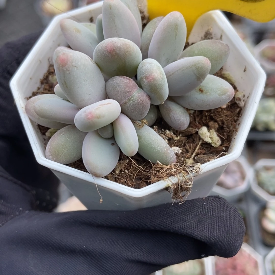2000白兰地多肉植物