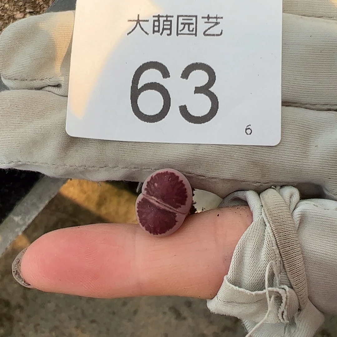 000063量拍紫菊1颗