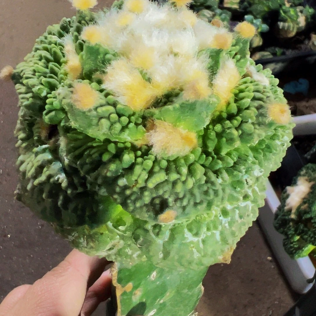 无花朵福利大尤颗粒怒涛牡丹364