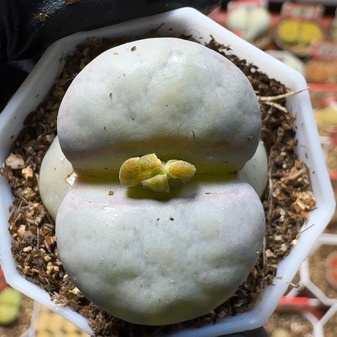 生石花11111。   116