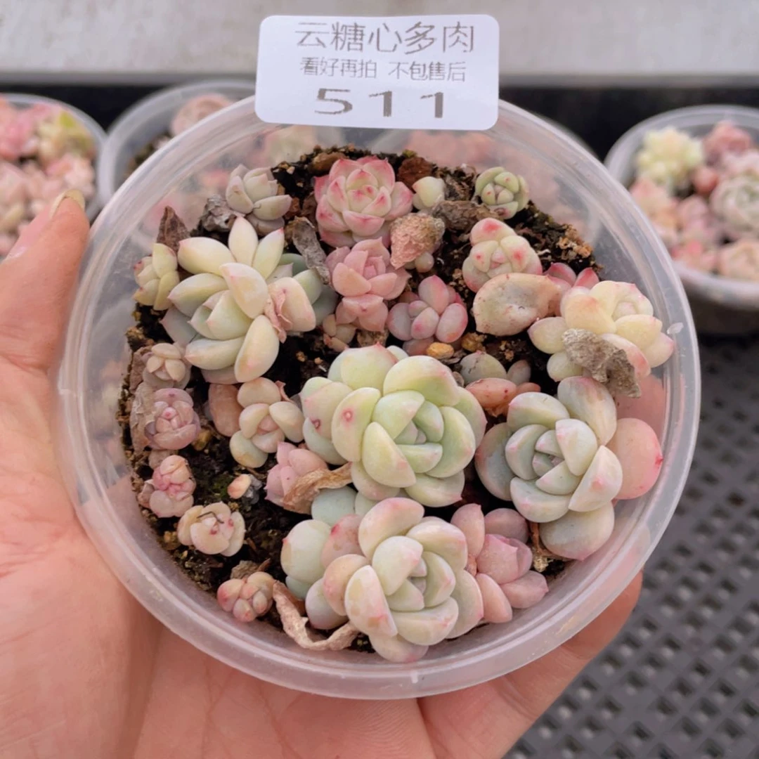 云糖心多肉植物511