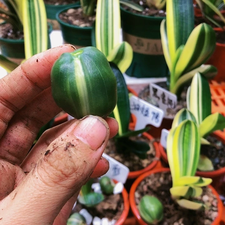 【闪购商品】完全开放?**凯