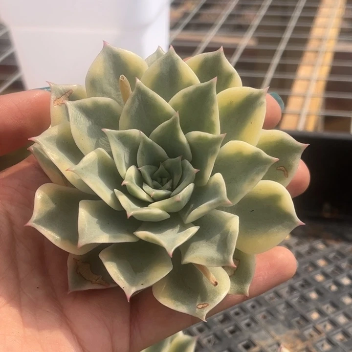 爱丽卡锦头盖一颗价格