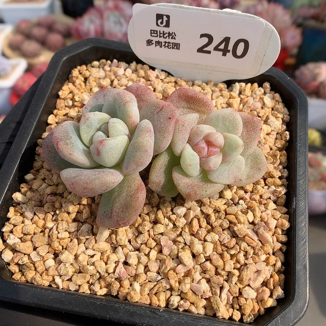 240 冰玉石化多肉