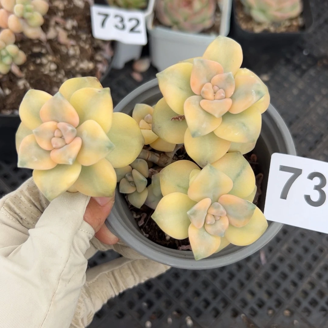 734 多肉植物组合盆栽
