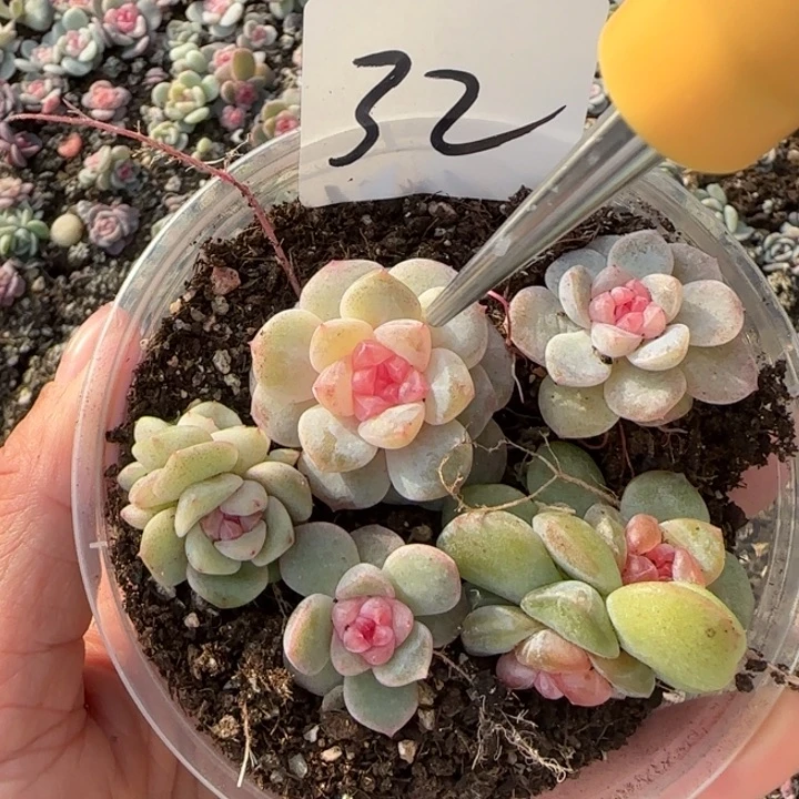 32号绝绝子多肉一盒