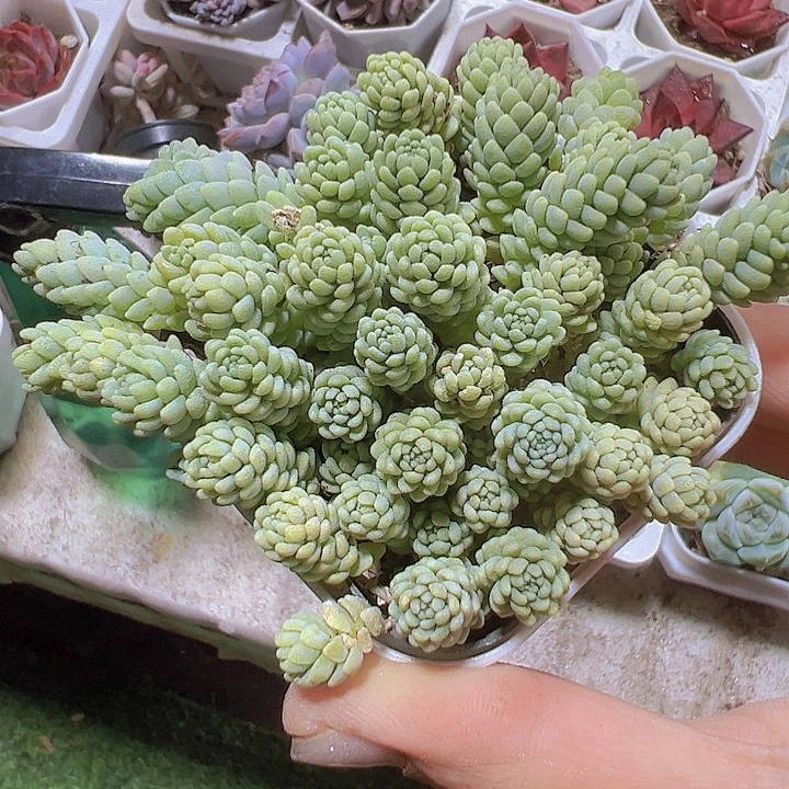 姬星美人19包邮多肉植物