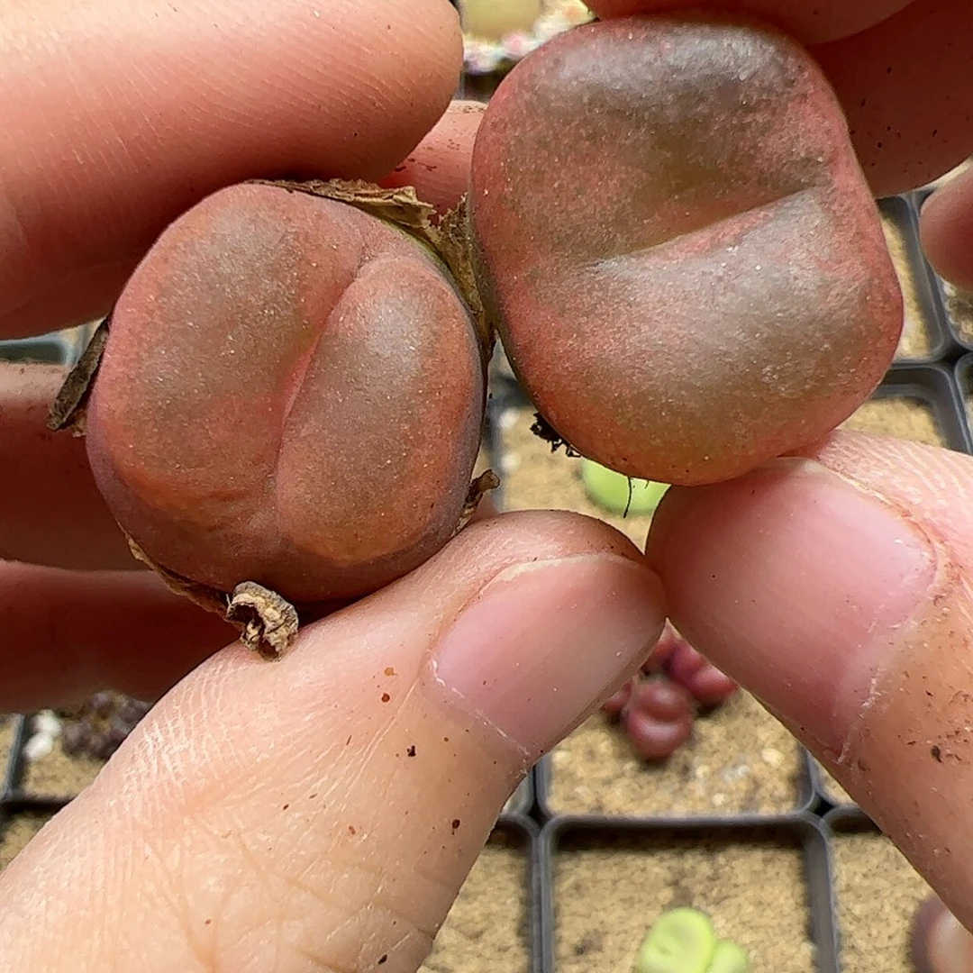 【闪购商品】161 超毛