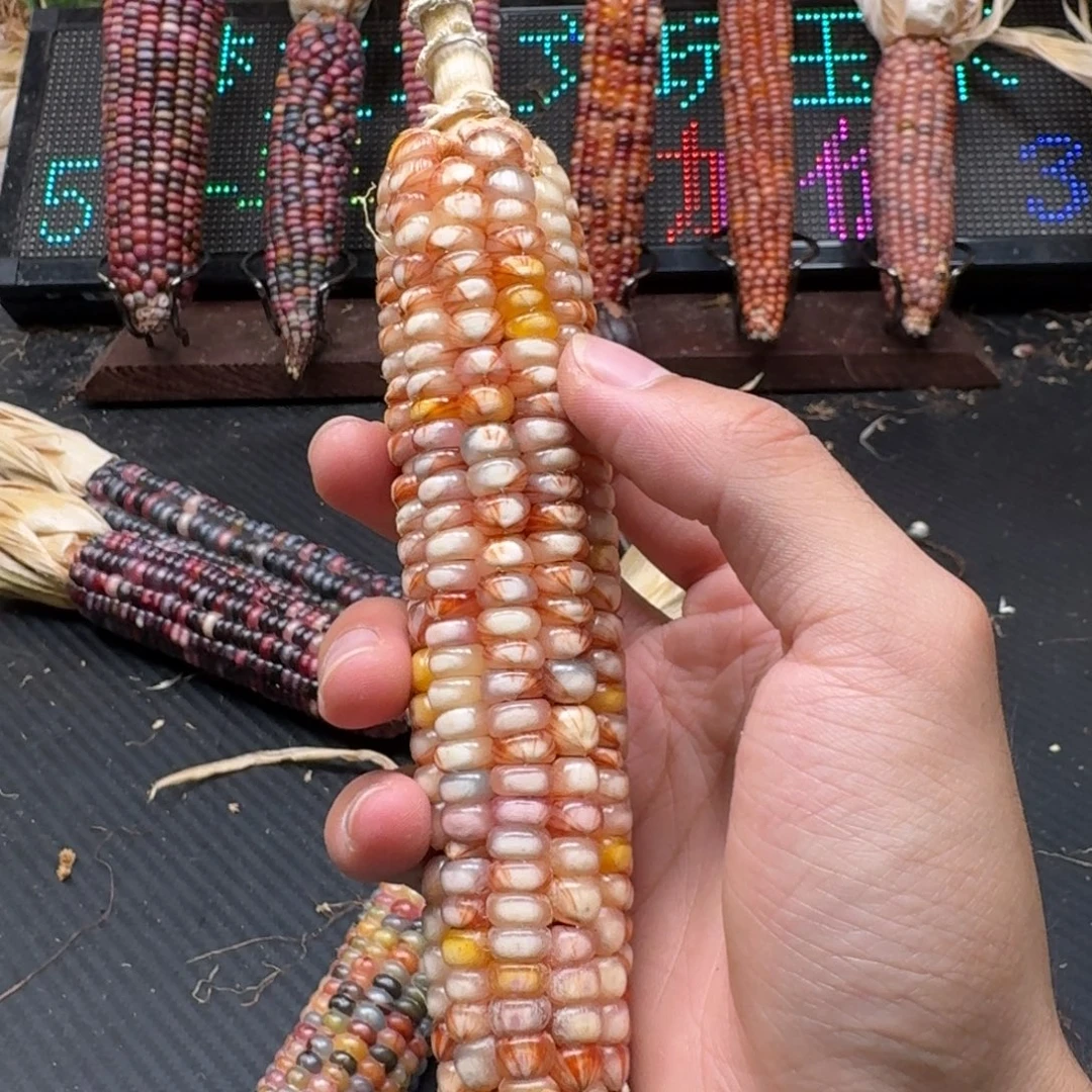 荼***白吊坠柏香籽/百香籽