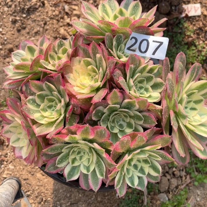 207多肉植物玉姿