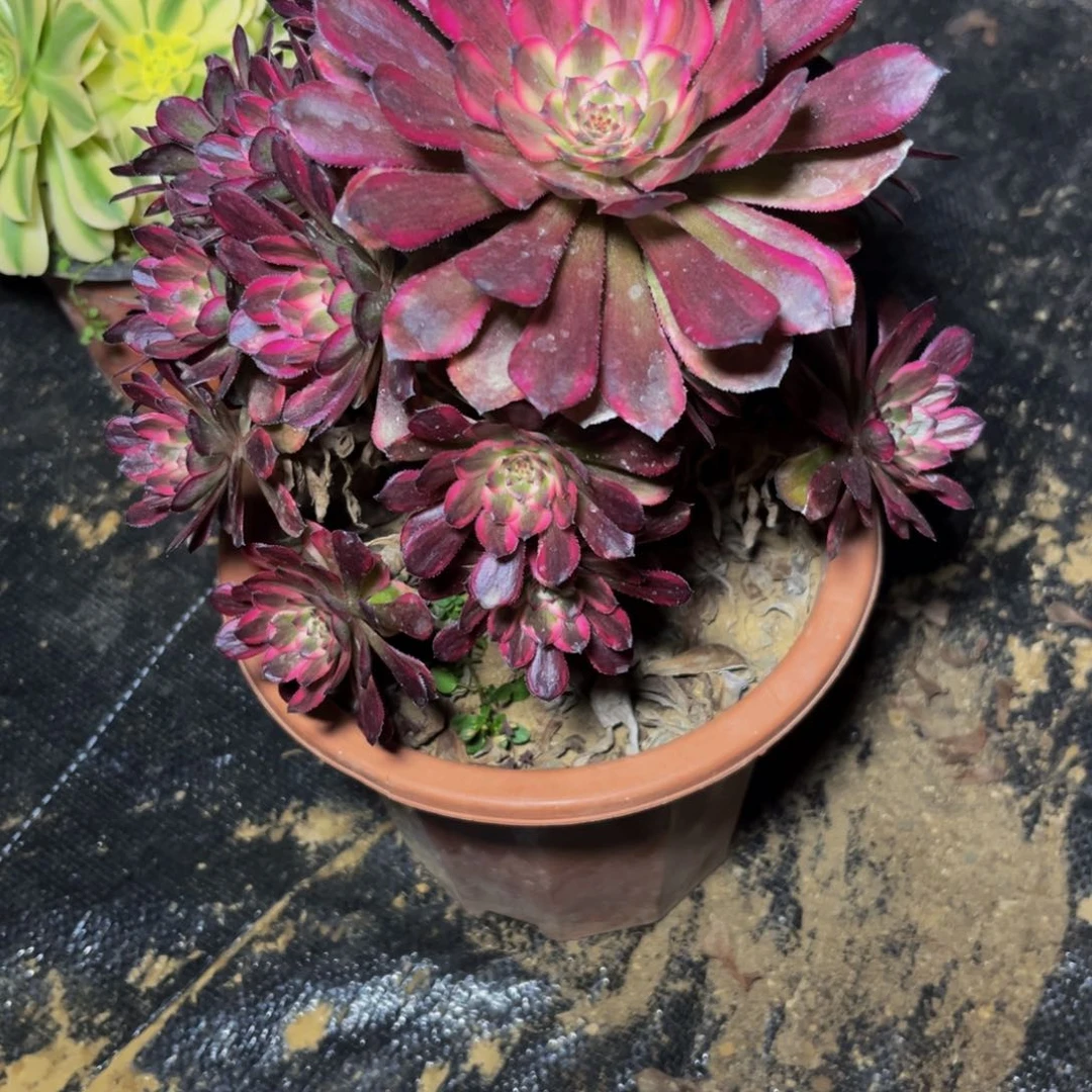 25多肉植物一物一拍