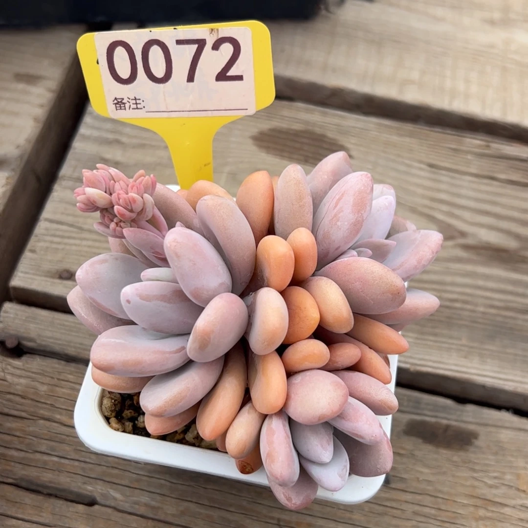 粉兔群生多肉植物